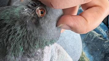 Tauben-Tötung in Zürich sorgt für Entsetzen – auch in Deutschland denkbar?