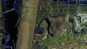 Wolf wird von Auto erfasst und schwer verletzt – Jäger erlegt ihn