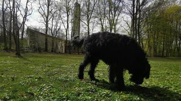 Erneut Giftköder-Alarm in Bramfeld: Jetzt sind sie „kleiner und gefährlicher“