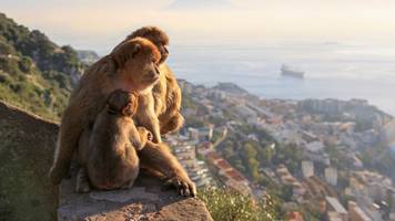 affen essen erde, um magenprobleme durch junk food von touristen zu vermeiden