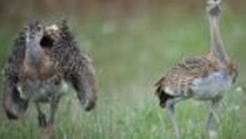 Artenschutz: Bund fördert Schutz bedrohter Großtrappen mit Millionen