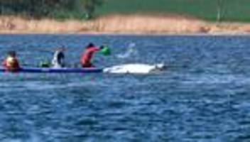 Buckelwal vor Poel: Gestrandeter Wal kann frühestens Sonntag wegbewegt werden