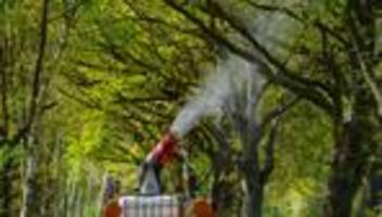 Gefährliches Insekt: Dessau-Roßlau bekämpft Eichenprozessionsspinner: Das gilt