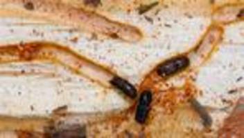 Natur: Weniger Schadholz in Sachsen-Anhalts Wäldern