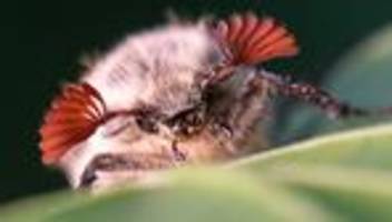 Naturphänomen: Massenflug von Millionen Maikäfern - was das für Folgen hat