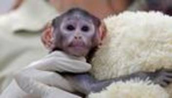 Tiere: Affenbaby aus mexikanischem Zoo wird zum Internetstar