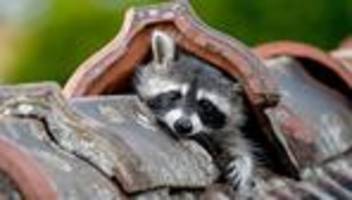 Tiere: Waschbären vermehren sich rasant - und bedrohen andere Tiere