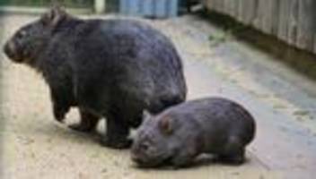Tiere: Wombat-Nachwuchs in Halle - Zoo feiert seltene Geburt