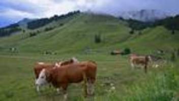 Tierunfall: Nächtlicher Unfall: Ausgebüxte Jungrinder laufen vor Auto