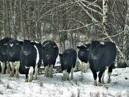 Verwilderung: „In den Kühen schlummert immer noch der Auerochse“