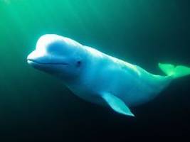 Kollision mit Regatta?: Norwegen erlebt Wal-Story im Kleinen