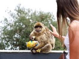 trick für die verdauung: gibraltars affen fressen chips, eis, schokolade - und erde