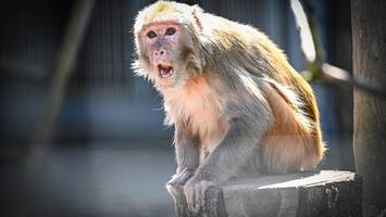 wasserentzug und elektroden: brutale affenschicksale aus dem tierheim