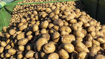 700 Tonnen Kartoffeln: Heide-Bauer verschenkt ab morgen seine Ernte