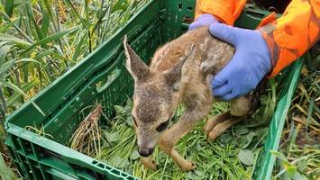 damit kitze nicht im mähdrescher landen: wildtierretter lassen drohnen steigen