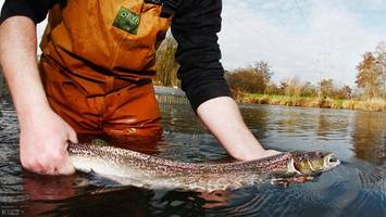Lachse auf Kokain: Forscher analysieren Verhalten – und sind überrascht