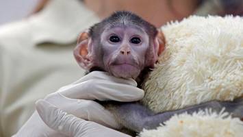 „Mexikanischer Punch“: Affenbaby Yuji wird zur Internetsensation