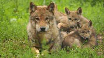 Experte: „In Niedersachsen ist noch reichlich Platz für den Wolf“