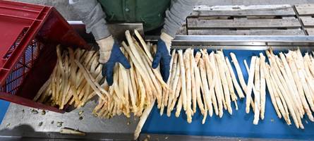 Hier gibt es in und um Augsburg frischen Spargel aus der Region