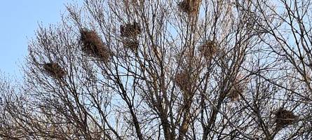 „aufenthalt auf balkon oder terrasse kaum noch möglich“: krähen sorgen in schwabmünchen für Ärger