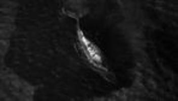 Buckelwal: Die Shitparade