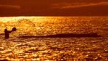 Buckelwal vor Poel: Behörden beanstanden Konzept zur Walrettung