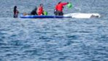 Gestrandeter Buckelwal: Viel Wal-Drama in Deutschland - anderswo nicht