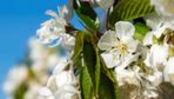 In den Höfen und Gärten: Baumblütenfest in Werder (Havel) beginnt