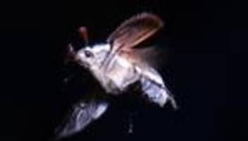 Maikäfer, flieg!: Millionen Maikäfer: Massenflug im Hessischen Ried im Gang