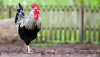 Motorradfahrer leicht verletzt: Gockel rennt über Straße und verursacht Auffahrunfall