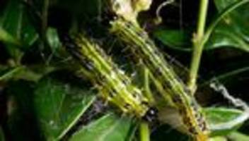 Schädlinge: Neue Feinde bremsen Buchsbaumzünsler – Hoffnung für Hecken