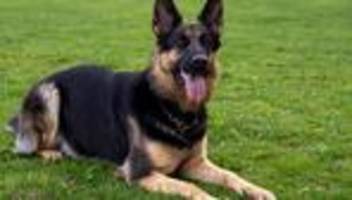 Tiere: Hund beißt zwei Postboten