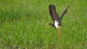 Tierschutz: Neue Kameras filmen seltene Schwarzstörche im Nationalpark