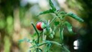 Wissensvermittlung: TU verschenkt hunderte Nutzpflanzen für Balkon und Garten