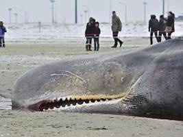 dort lässt man die tiere sterben: deutsches walspektakel erstaunt andere länder