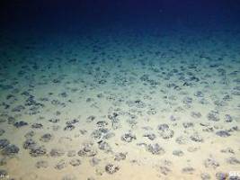 Goldrausch in der Tiefsee?: Warum Staubsauger für den Meeresboden gebaut werden