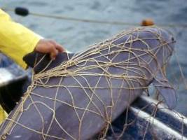 netze todesursache nummer eins: die meisten ostsee-wale sterben qualvoll und ungesehen