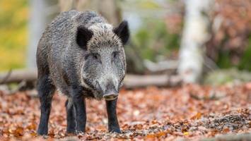 Nach 40 Jahren Tschernobyl schnüffeln verstrahlte Wildschweine durch unsere Wälder