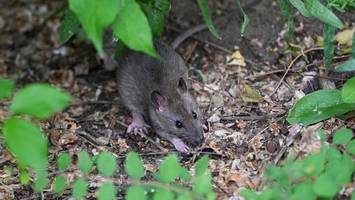 Ratten in Berlin: So viele Einsätze gab es in jedem Bezirk