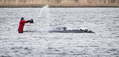 buckelwal timmy: wal-drama verwundert das ausland