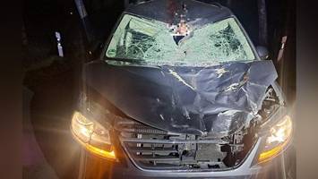 Frei laufende Pferde überraschen Autofahrerin – Tier stirbt noch am Unfallort