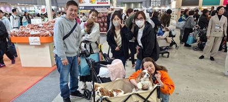 Katze statt Kind: In Japan leben mehr Haustiere als Kinder