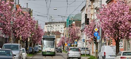 Die besten Orte in Augsburg, um Kirschblüten anzuschauen