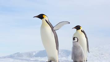 auf roter liste hochgestuft: experten sorgen sich um stark gefährdete kaiserpinguine