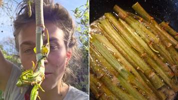 Invasive Pflanze auf dem Teller: Roos bekämpft den Japanischen Staudenknöterich kulinarisch