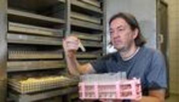 Forschung: Wo es vor Hausböcken und Termiten nur so wimmelt