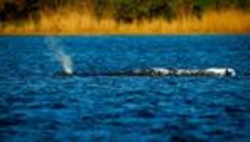 Gestrandeter Wal vor Poel: Lastkahn ist unterwegs - Wal-Transport am Dienstag?