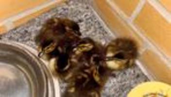 Notfälle: Polizei rettet sechs verlassene Entenküken in Berlin