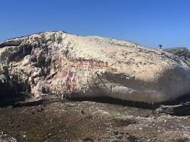 Bitte nicht schwimmen gehen: Weiße Haie wollen toten Pottwal an Strand bei Sydney fressen