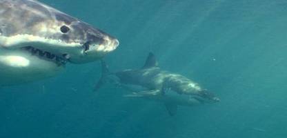 Toter Pottwal lockt Haie an